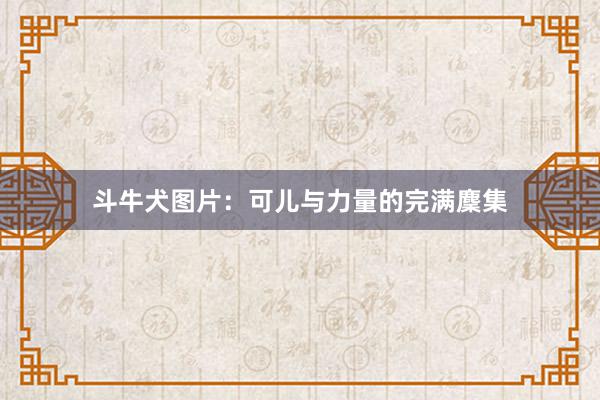 斗牛犬图片：可儿与力量的完满麇集